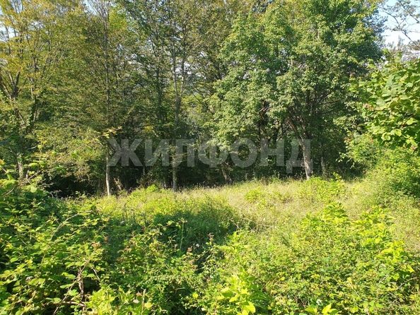 
  Продам  дачный участок Сочи

. Фото 1.