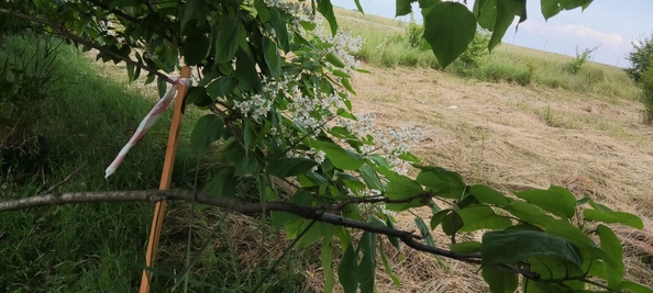 
  Продам земельный участок, 90 соток, станица Полтавская
. Фото 10.