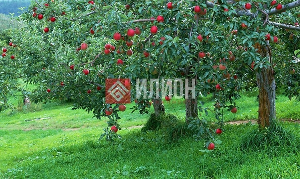 
  Продается земельный участок 10000 соток. Фото 2.