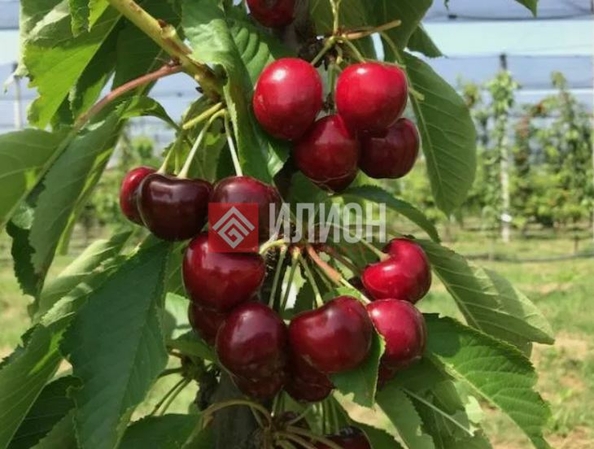 
  Продается земельный участок 10000 соток. Фото 4.