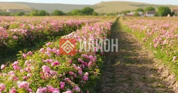 
  Продается земельный участок 130 соток. Фото 6.