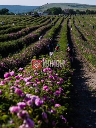 
  Продается земельный участок 130 соток. Фото 7.