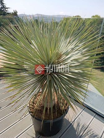 
  Продается земельный участок 5 соток. Фото 3.