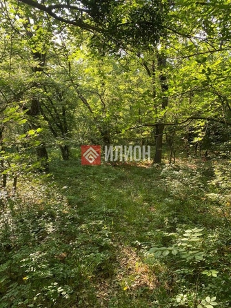 
  Продается земельный участок 25 соток. Фото 2.