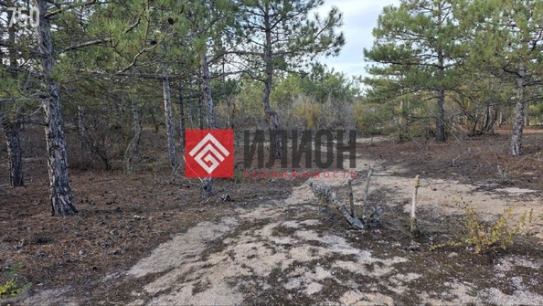 
  Продается земельный участок 300 соток. Фото 3.