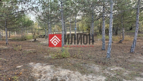 
  Продается земельный участок 300 соток. Фото 5.